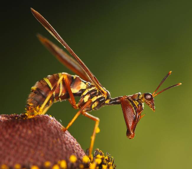 Insects-that-look-cool5