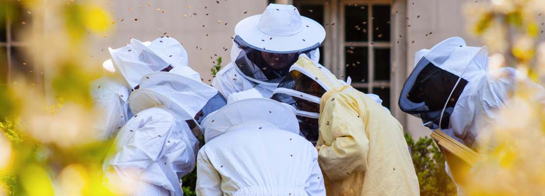 Elevage d'abeilles : apiculteurs au travail
