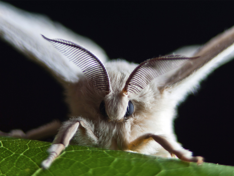 papillon bombyx mori