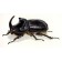 Rhinoceros Beetles