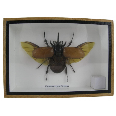 eupatorus gracilicornis