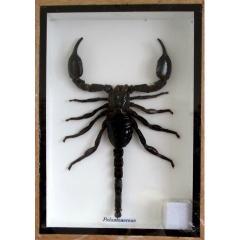 Palamnaersus - Scorpion naturalisé