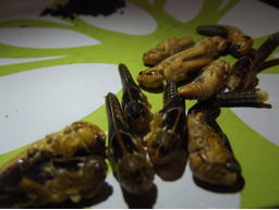 Jules GUIBET nous parle de sa première bouchée d’insectes comestibles