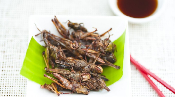 Manger des insectes : les 10 bonnes raisons de vous y mettre