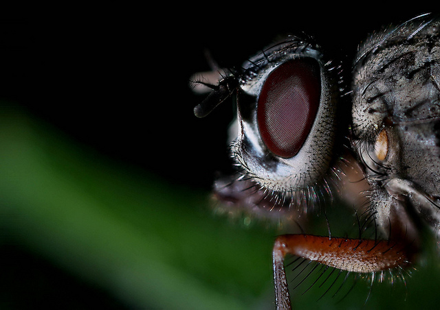 5 innovations techniques inspirées par les insectes