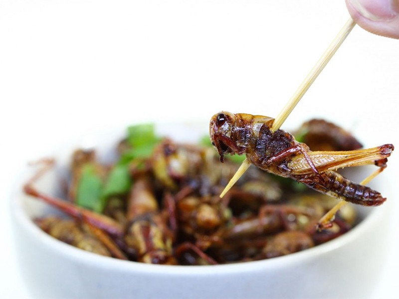Est-ce que manger des insectes est halal ?