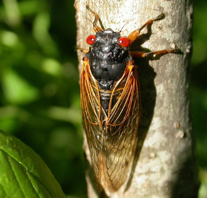 La cigale : un insecte comestible ! - Insectes comestibles, le blog