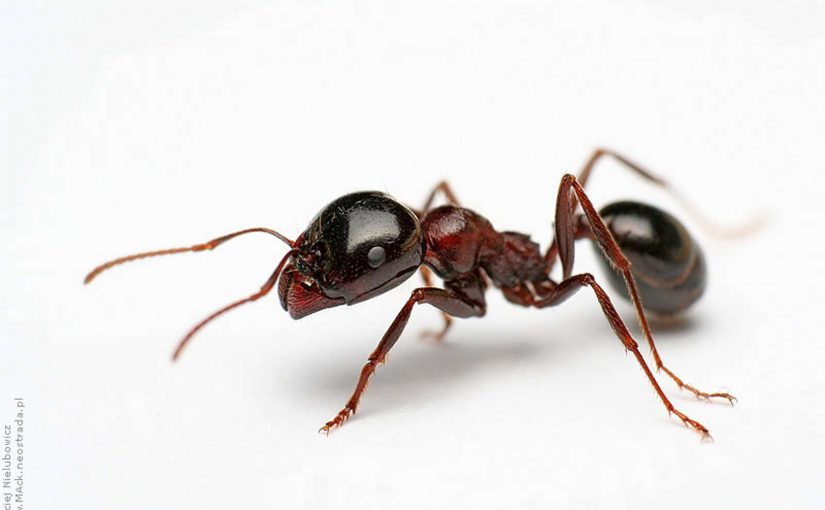 Quel est l’espèce d’insecte qui vit le plus longtemps ?