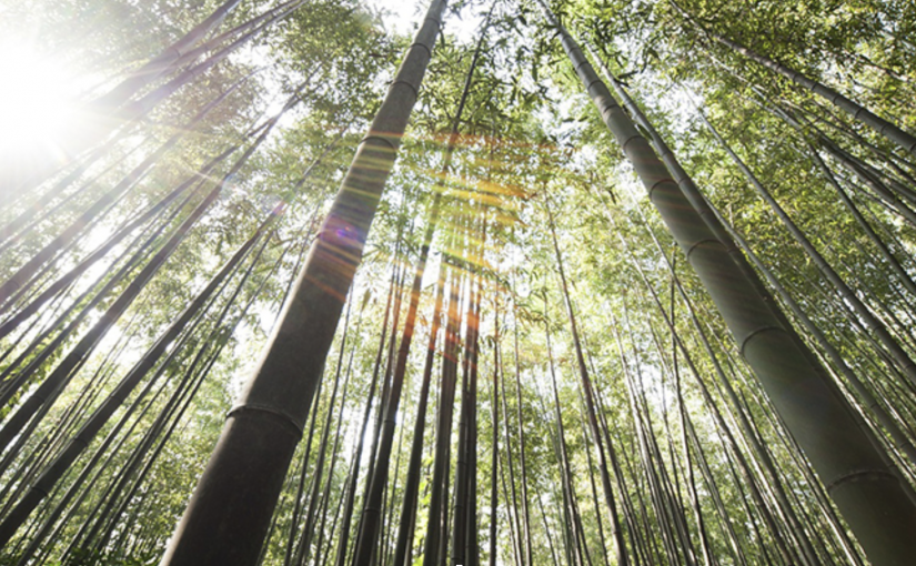 En quoi le bambou est bon pour la planète ?