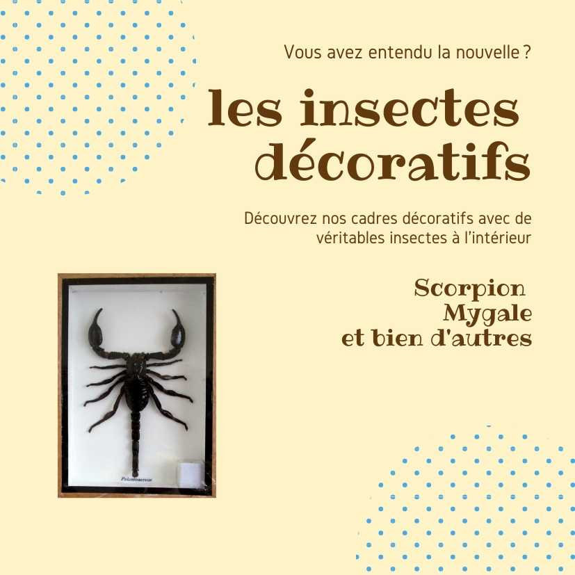 Des insectes comestibles à déguster – DW – 16/07/2023