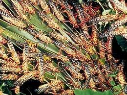 criquets