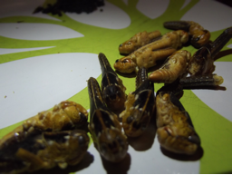 Insectes comestibles
