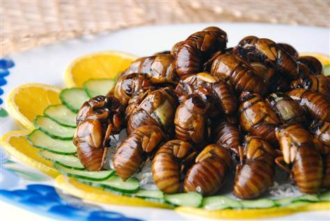 assièete de vers à soie goût des insectes avec des vers à soie