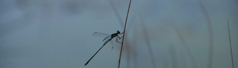 Agrion