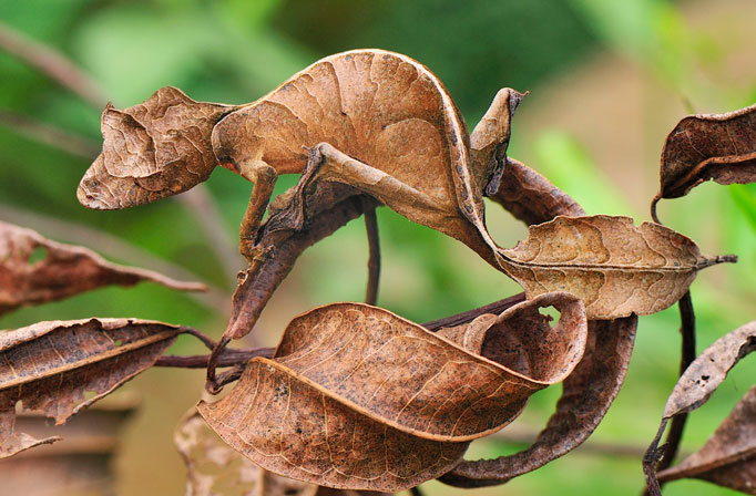 Insect-Defenses2