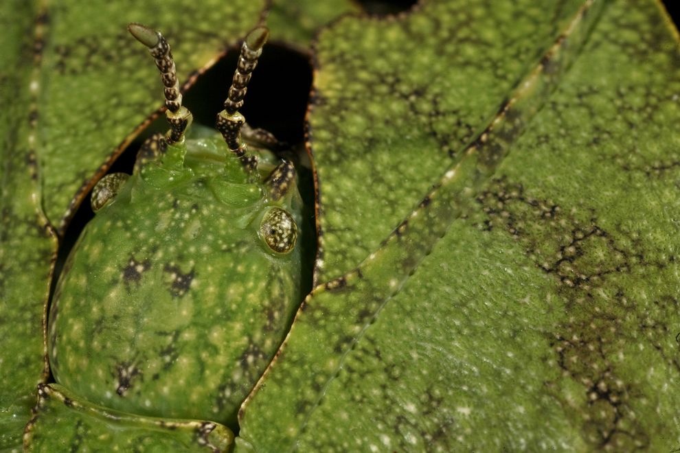Insect-Defenses3