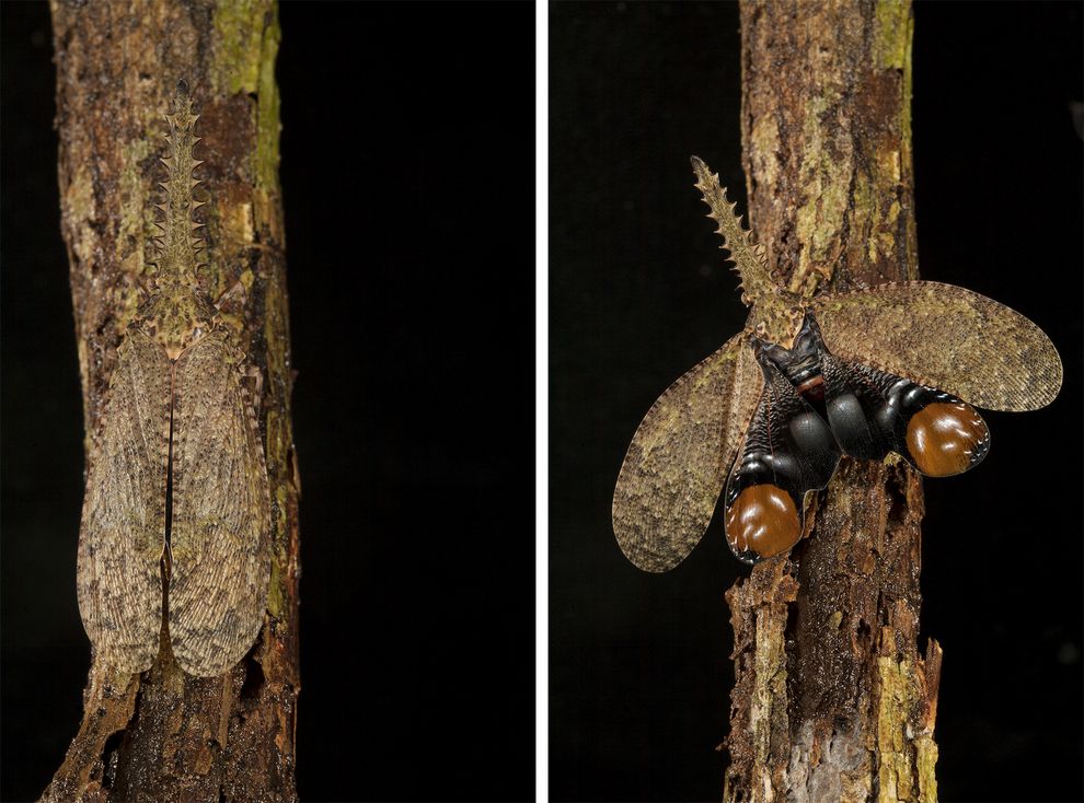 Insect-Defenses4