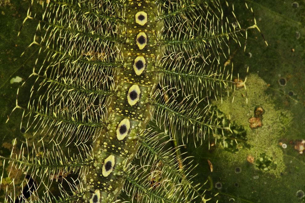 Insect-Defenses5