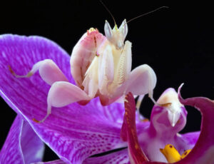 Insects-that-look-cool1