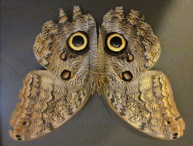 Insects-that-look-cool2