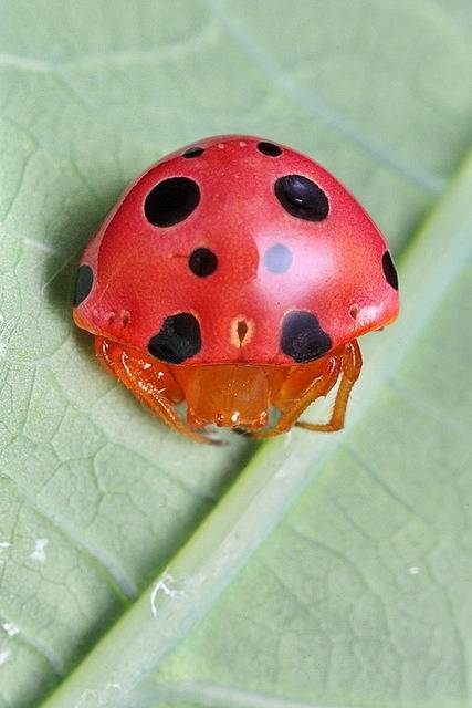 Insects-that-look-cool4