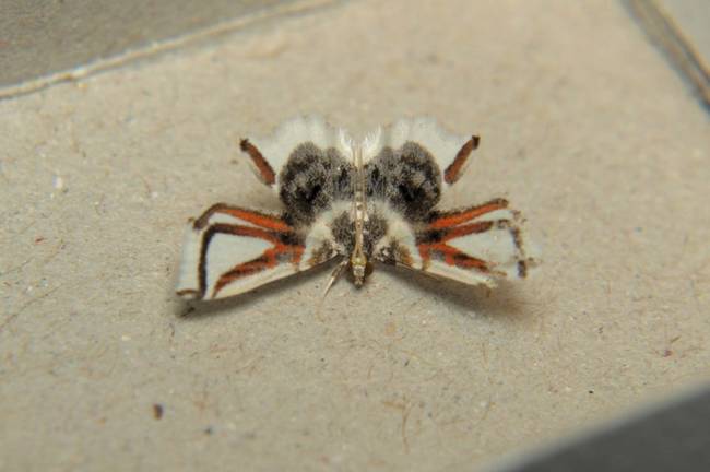 Insects-that-look-cool6