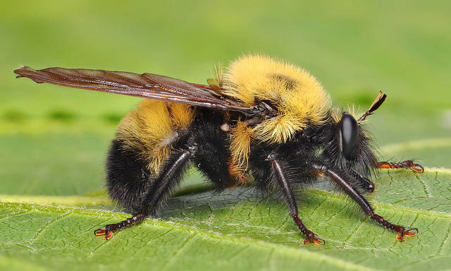 Insects-that-look-cool7