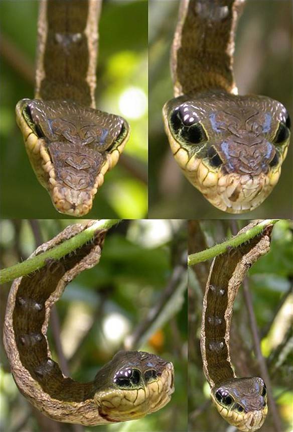Insects-that-look-cool8