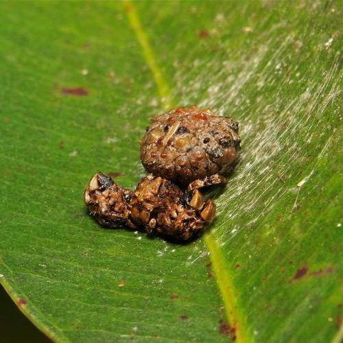 Insects-that-look-cool9