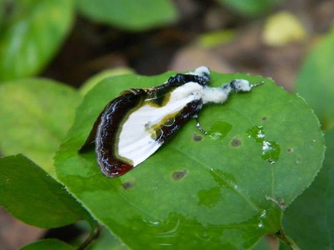 Insects-that-look-cool10