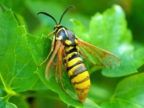 Insects-that-look-cool11