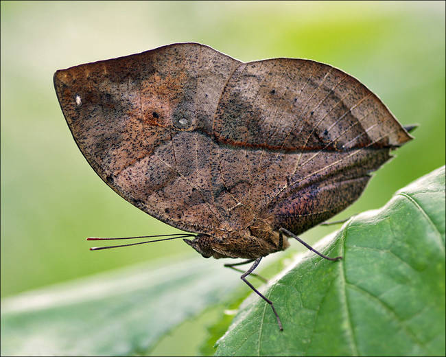 Insects-that-look-cool12