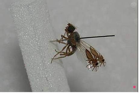 Insects-that-look-cool13