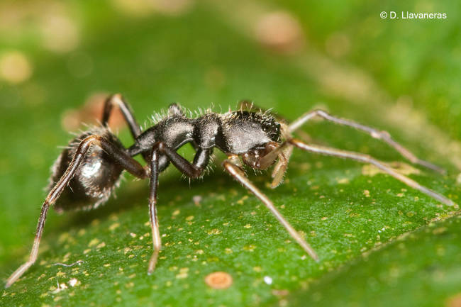 Insects-that-look-cool14