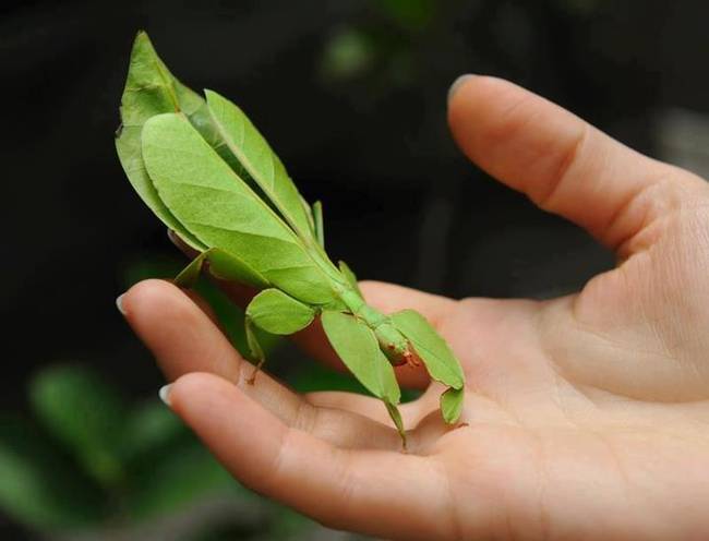 Insects-that-look-cool15