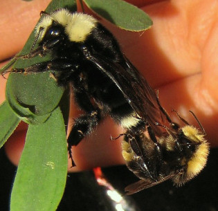 abeille-accouplement