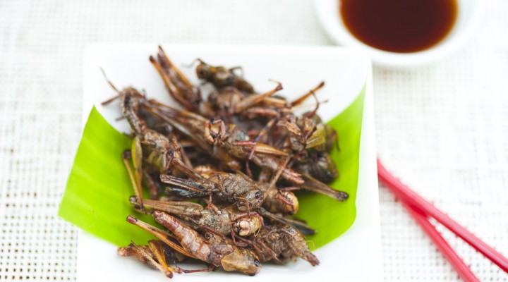 insectes-aperitif