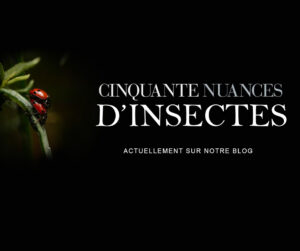 reproduction-insectes-facebook