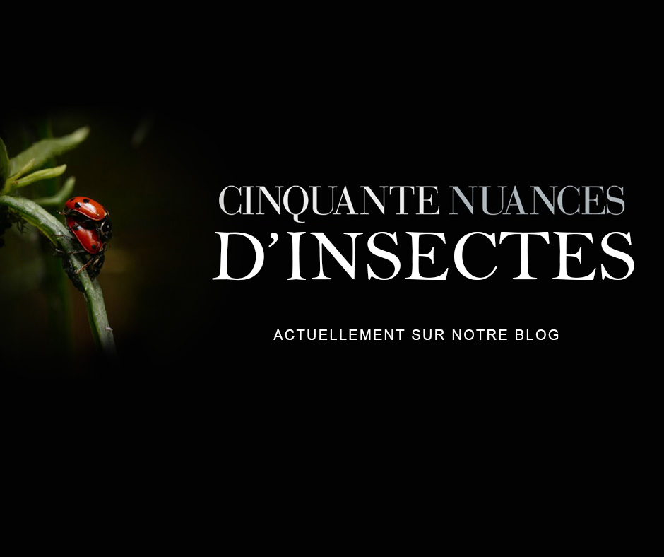 reproduction-insectes-facebook