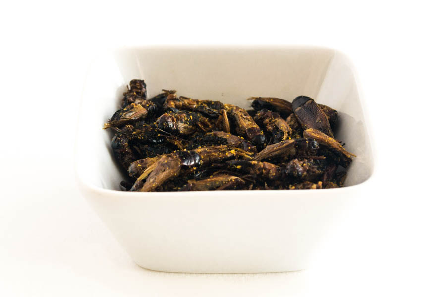 insectes-comestibles-grillons-curry-4