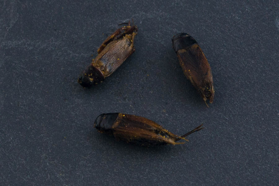 insectes-comestibles-grillons-curry-5