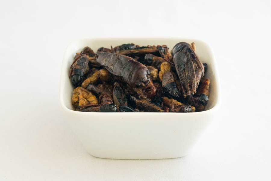 insectes-comestibles-melange-decouverte-insectes-3