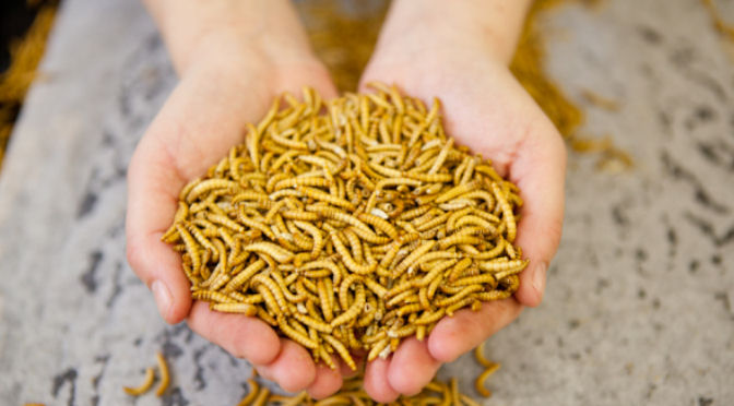 entomophagie-vers