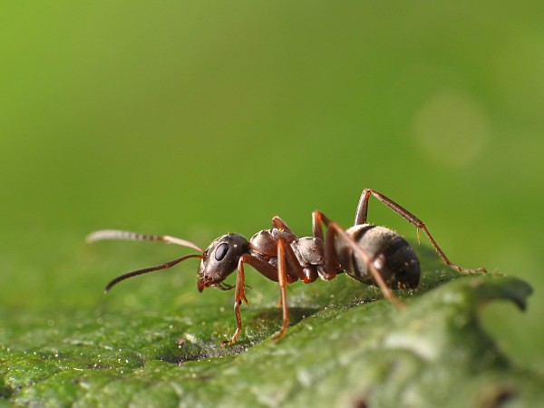 fourmis