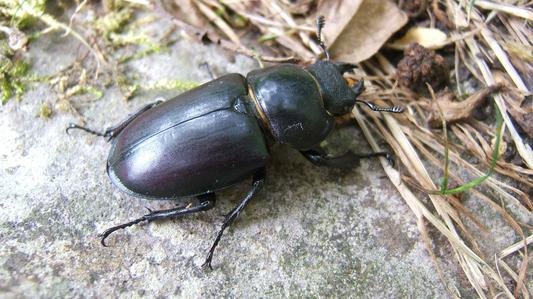 coleoptere