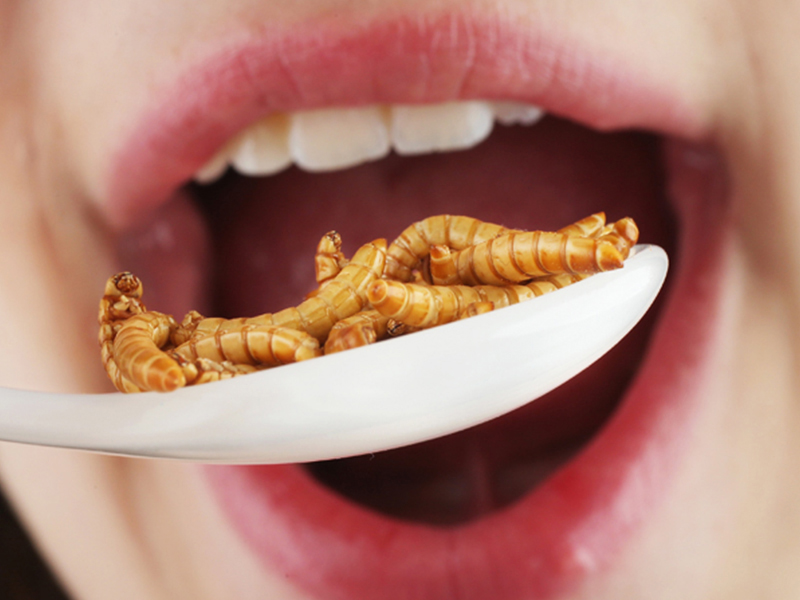 manger-insectes-comparatif-viande