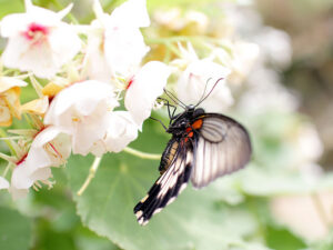 blog-pourquoi-insectes-petits
