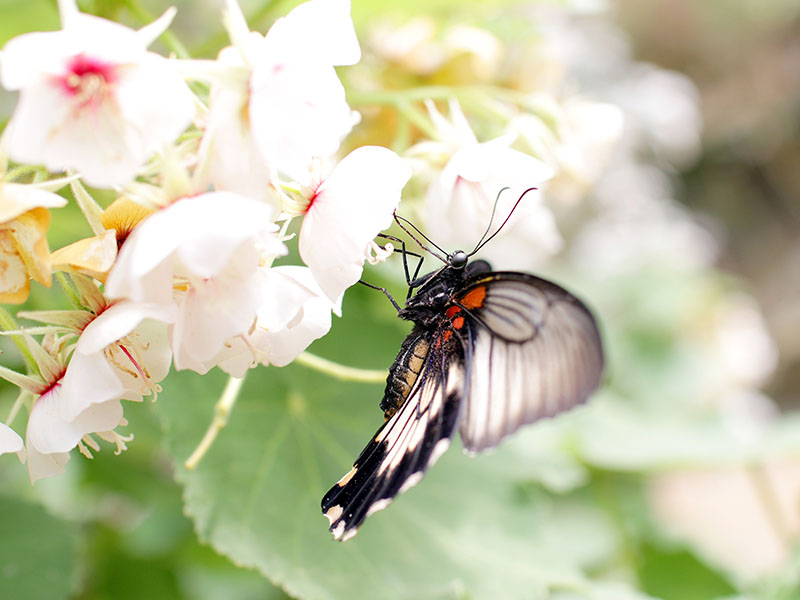 blog-pourquoi-insectes-petits
