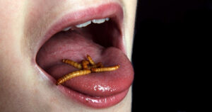 manger-insectes