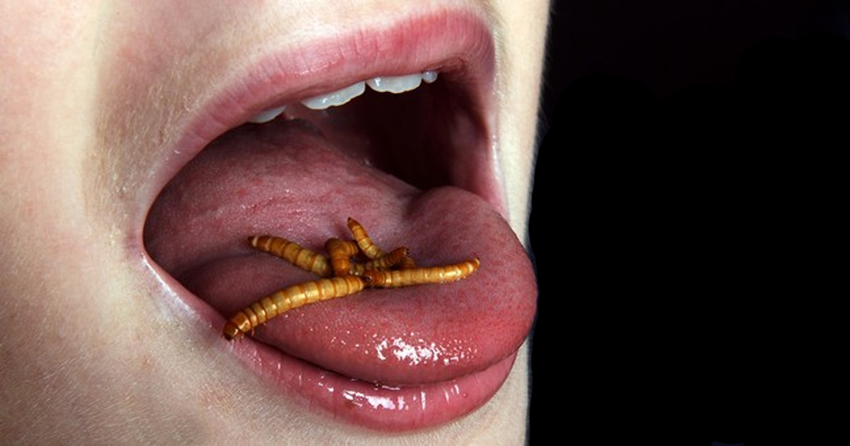manger-insectes